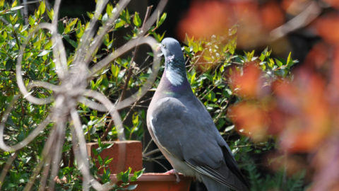 L’élevage de pigeons dans le jardin