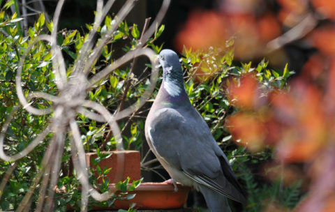 L’élevage de pigeons dans le jardin